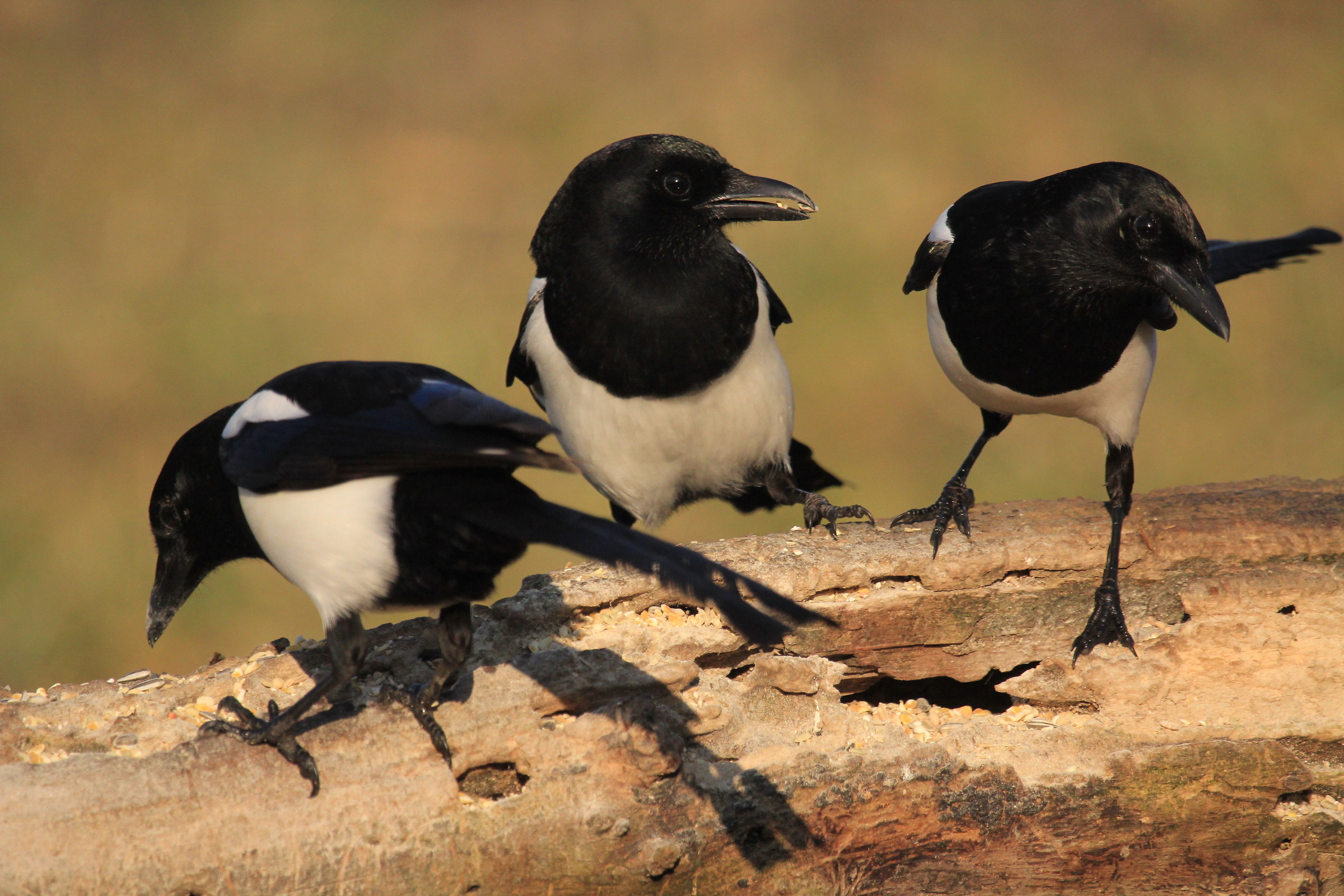 magpies