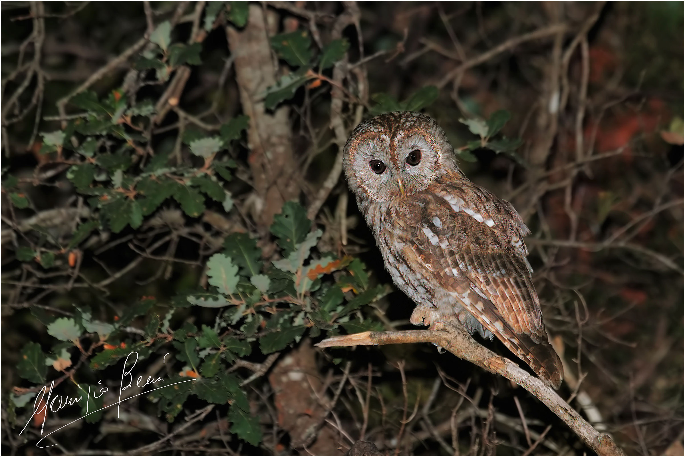 Ma la notte ... Allocco