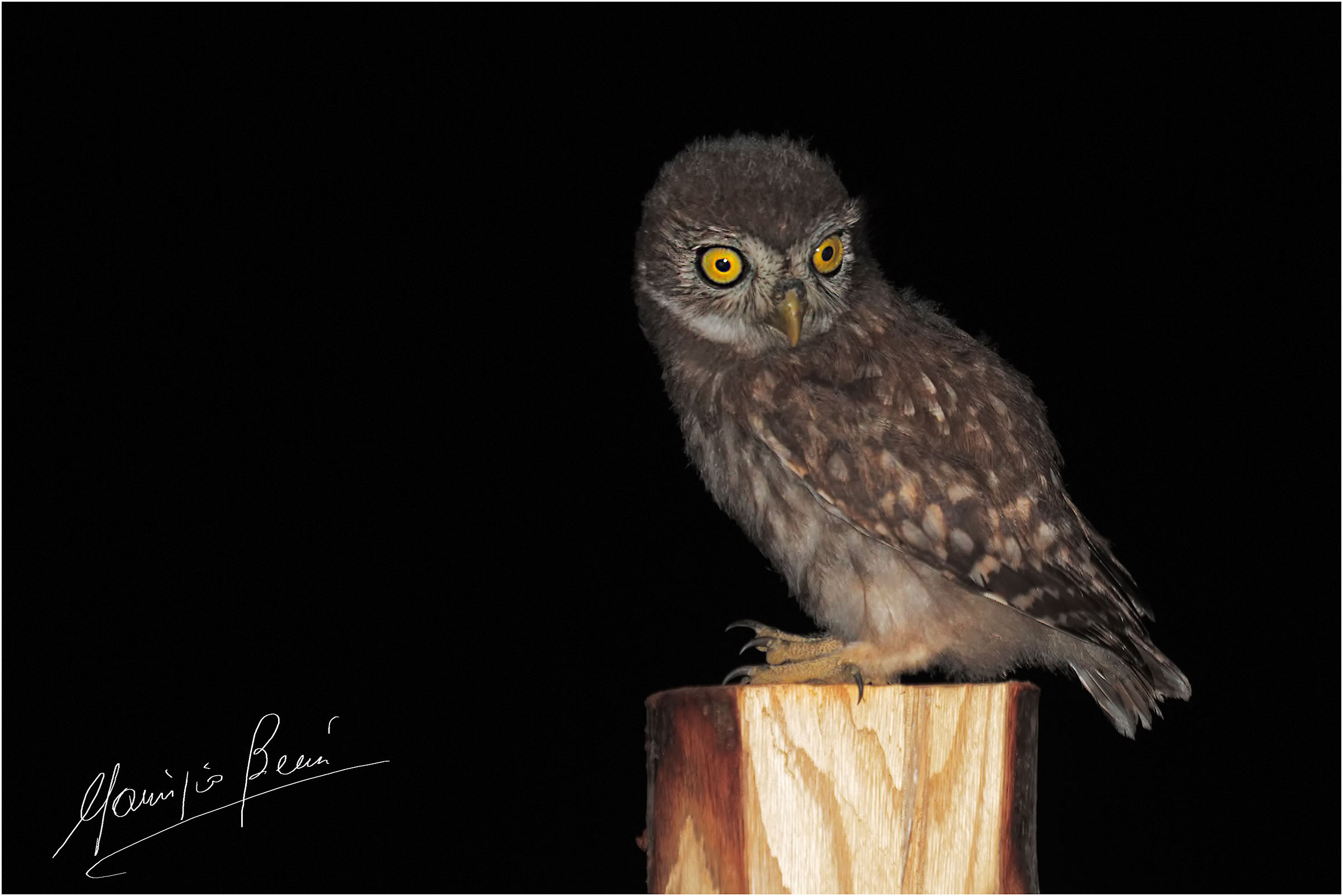 Ma la notte no ... civettina