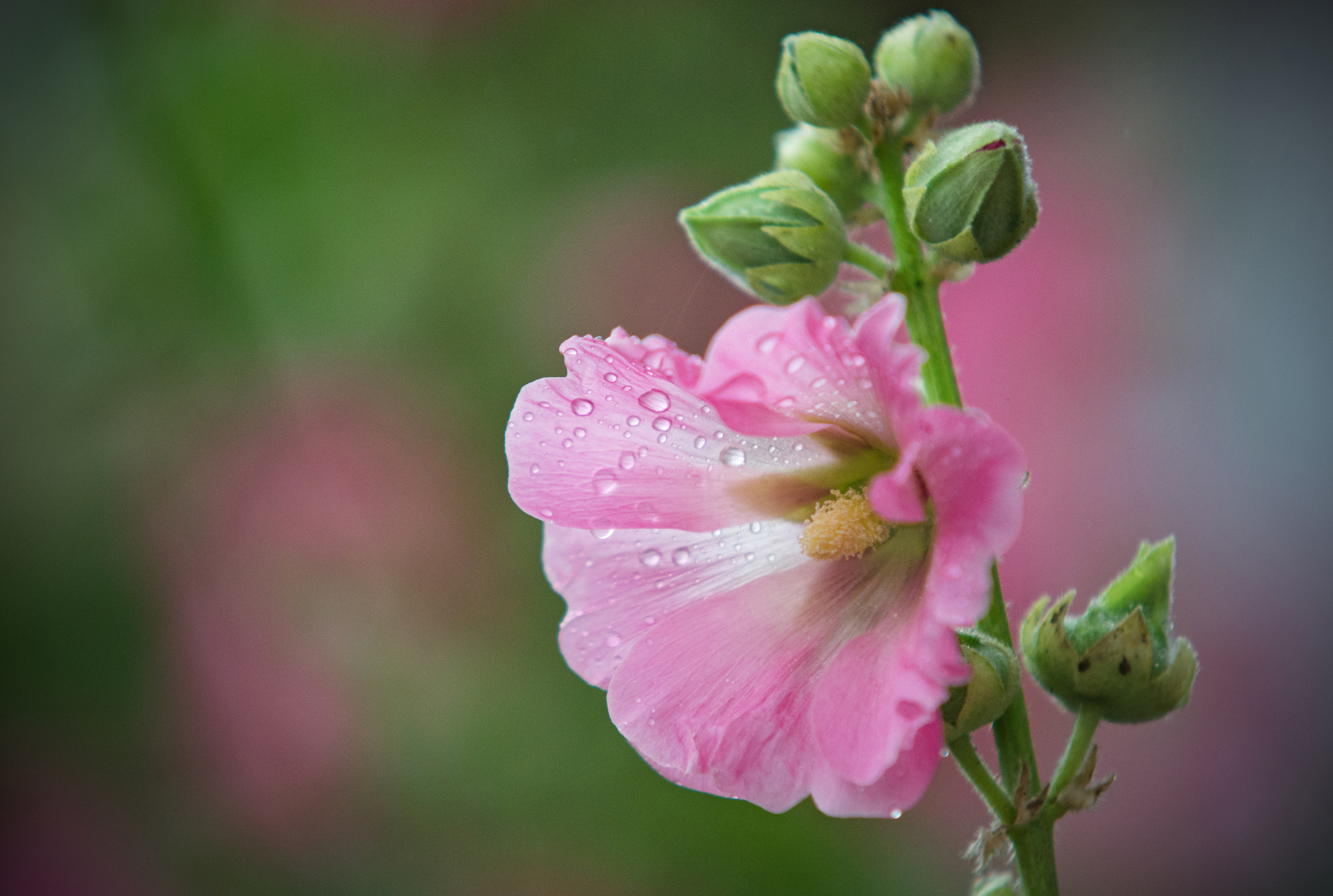 Delicate Raindrops estate