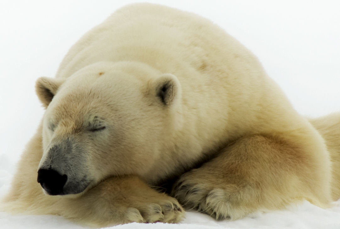 Polar Bear 2