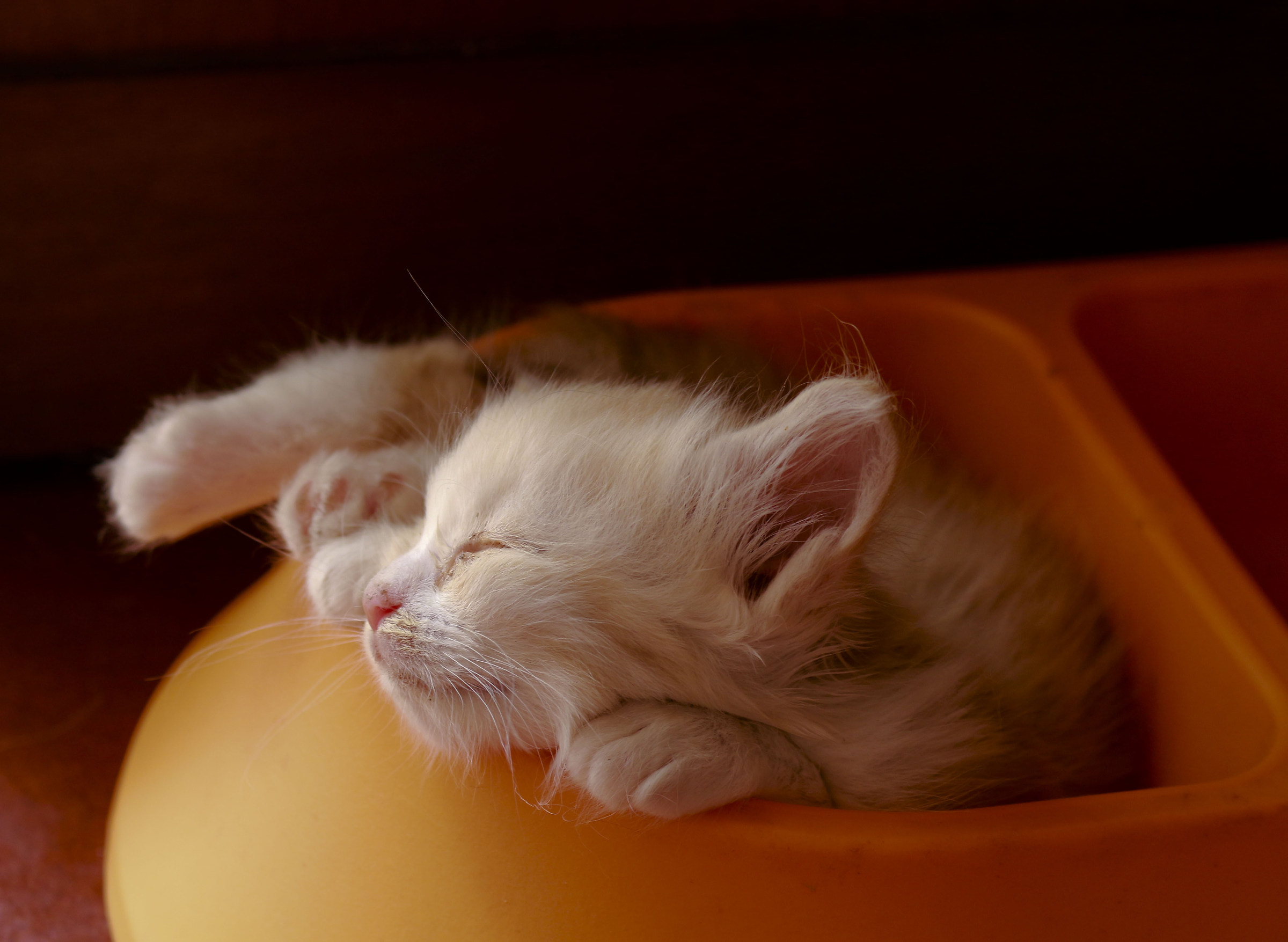 In memoria di te 14/06/2015 21/08/2015