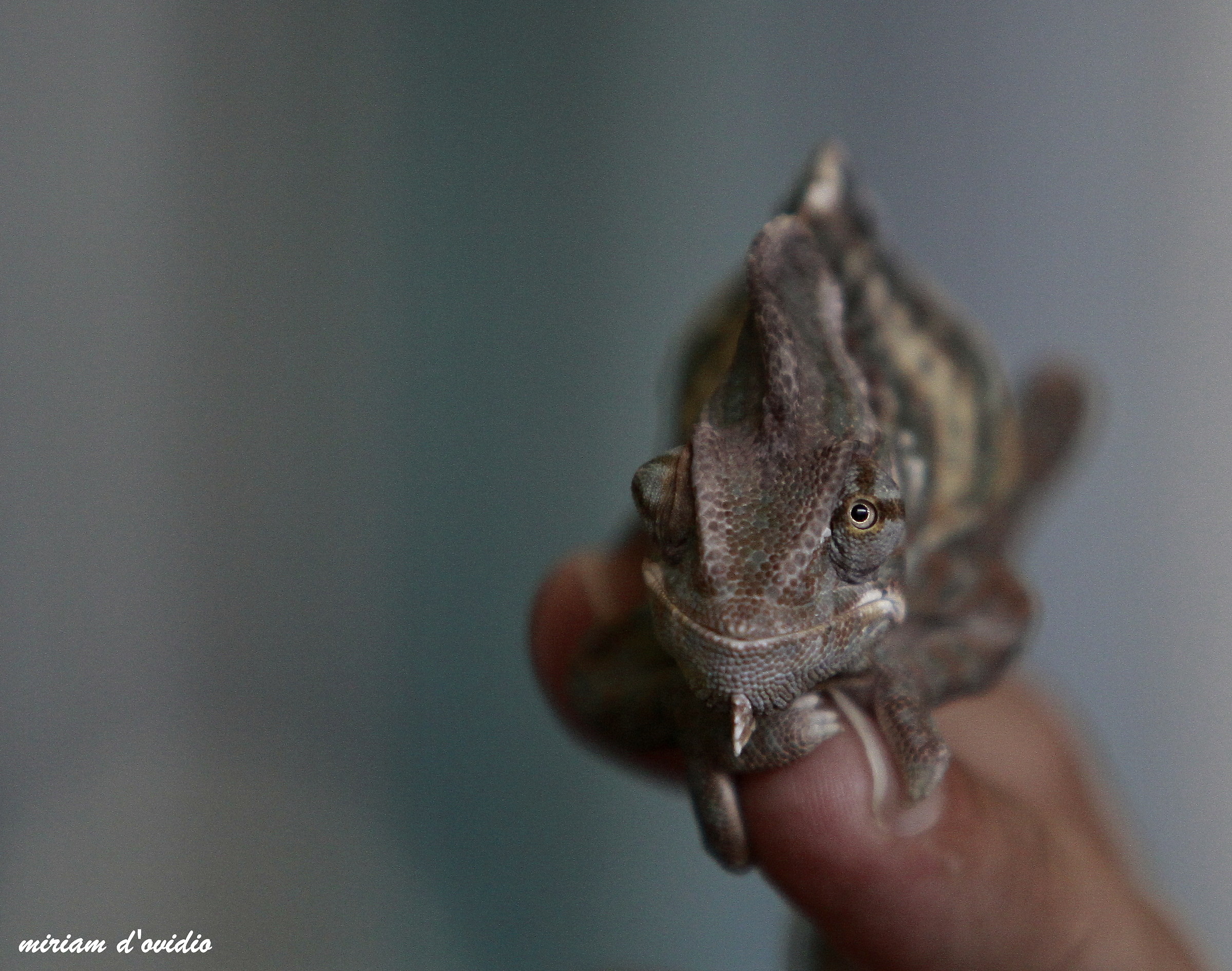 A tu per tu con un piccolo camaleonte