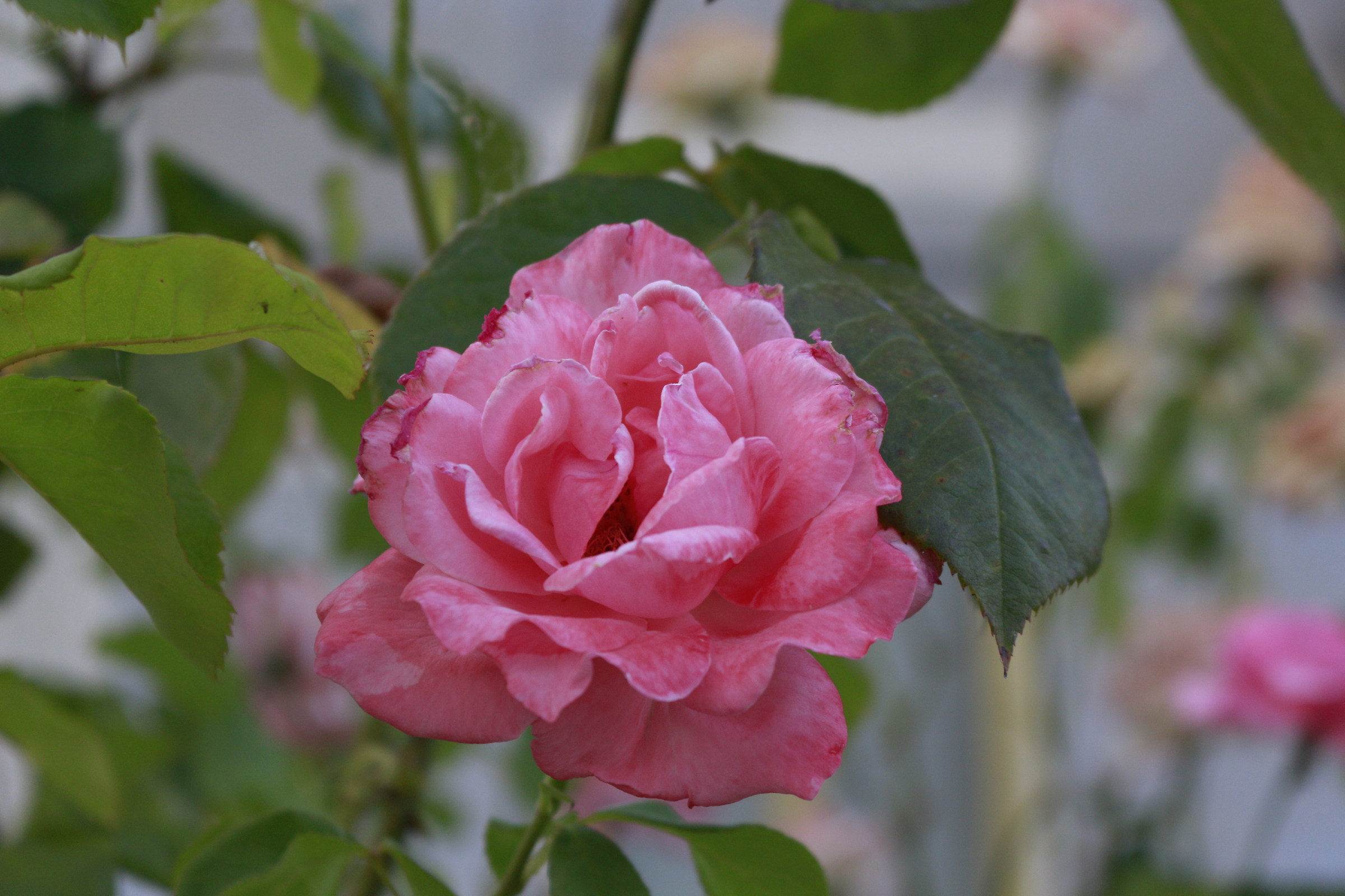 Uno, Nessuno, Centomila