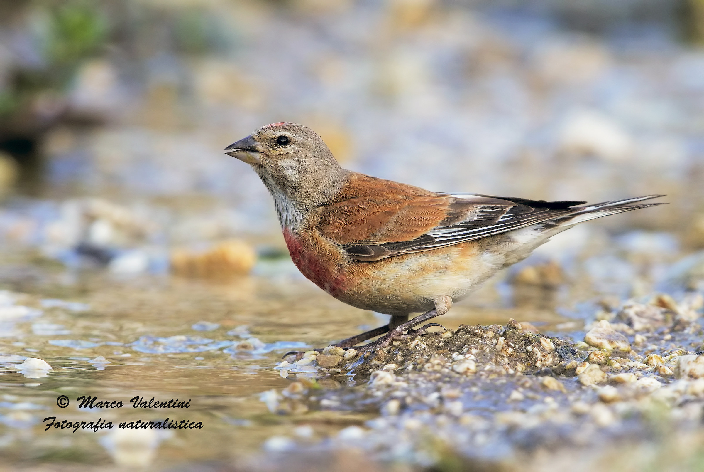 The morning of the linnet