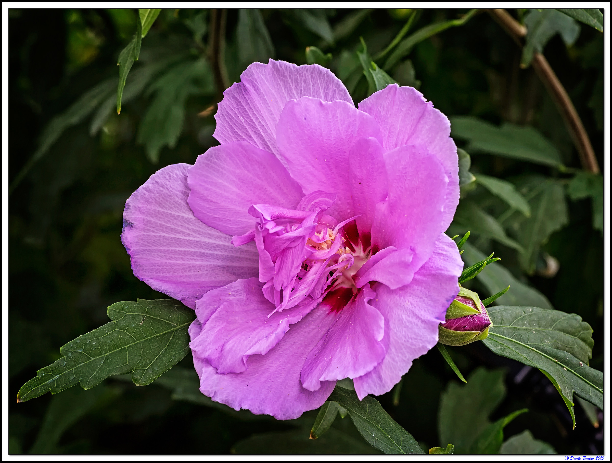 Hibiscus Syriacus Lavender Chiffon