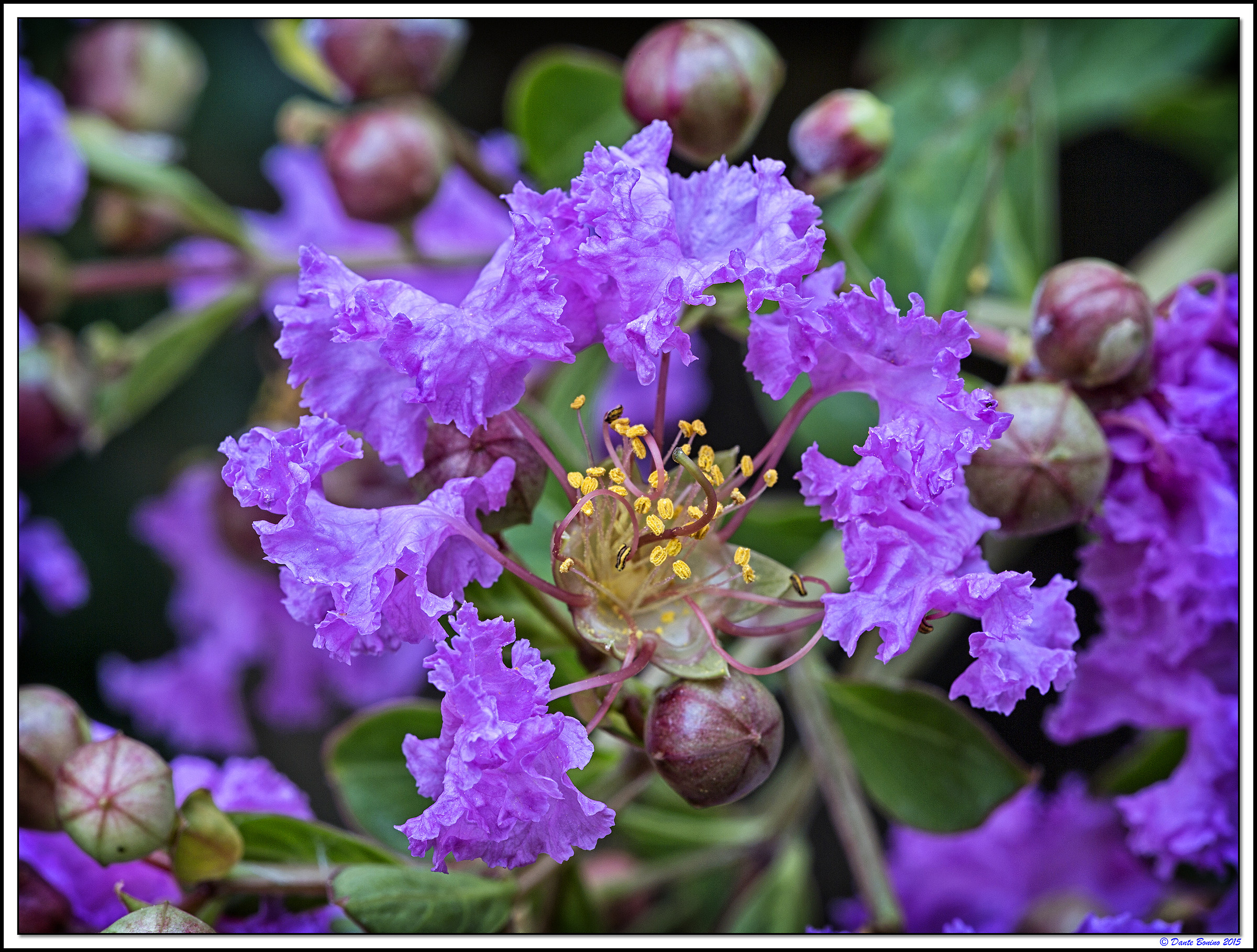 Fiori di lagerstroemia