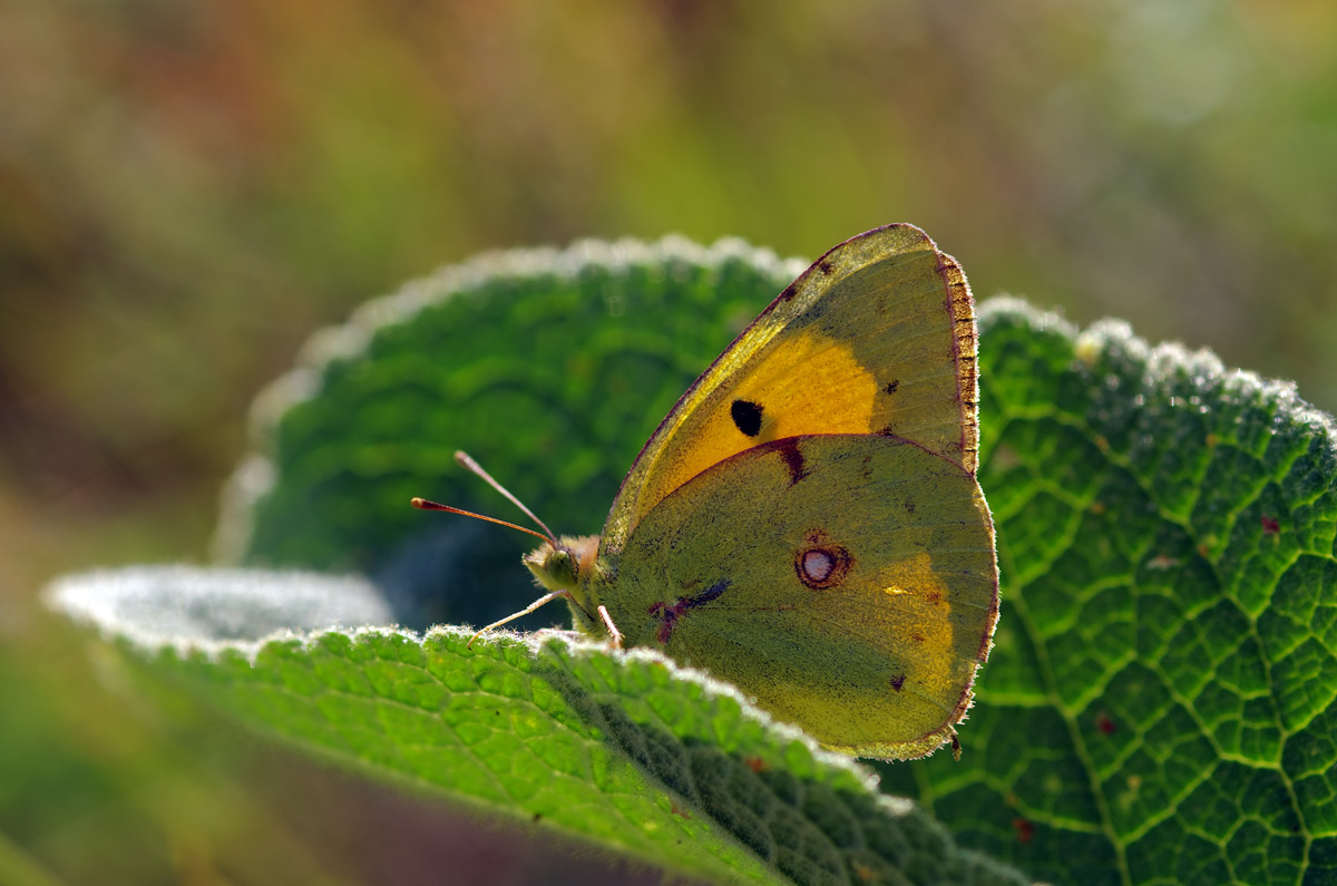Colias
