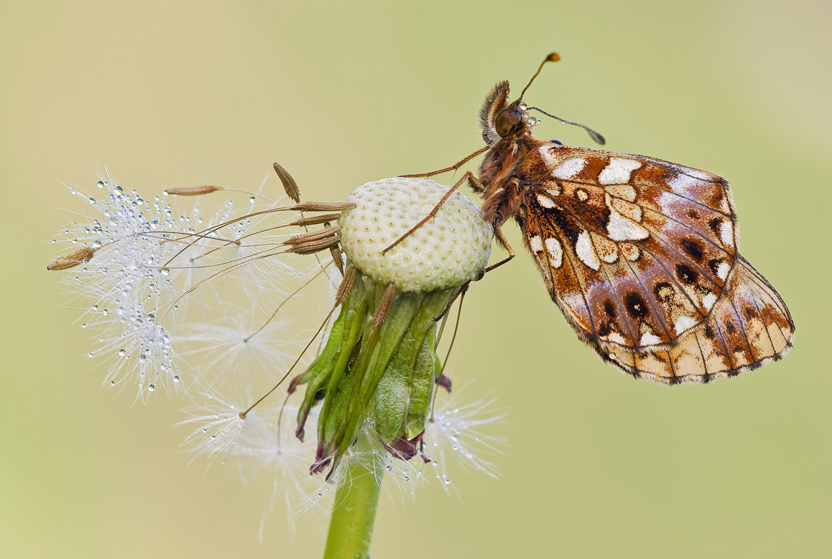 Boloria