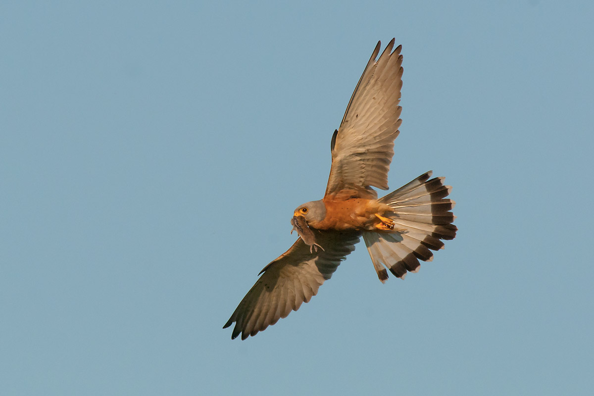 Lesser Kestrel with prey