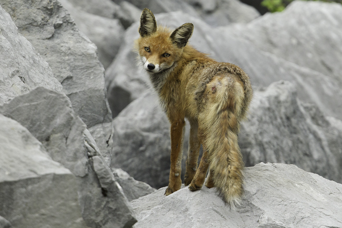 principio di una malattia