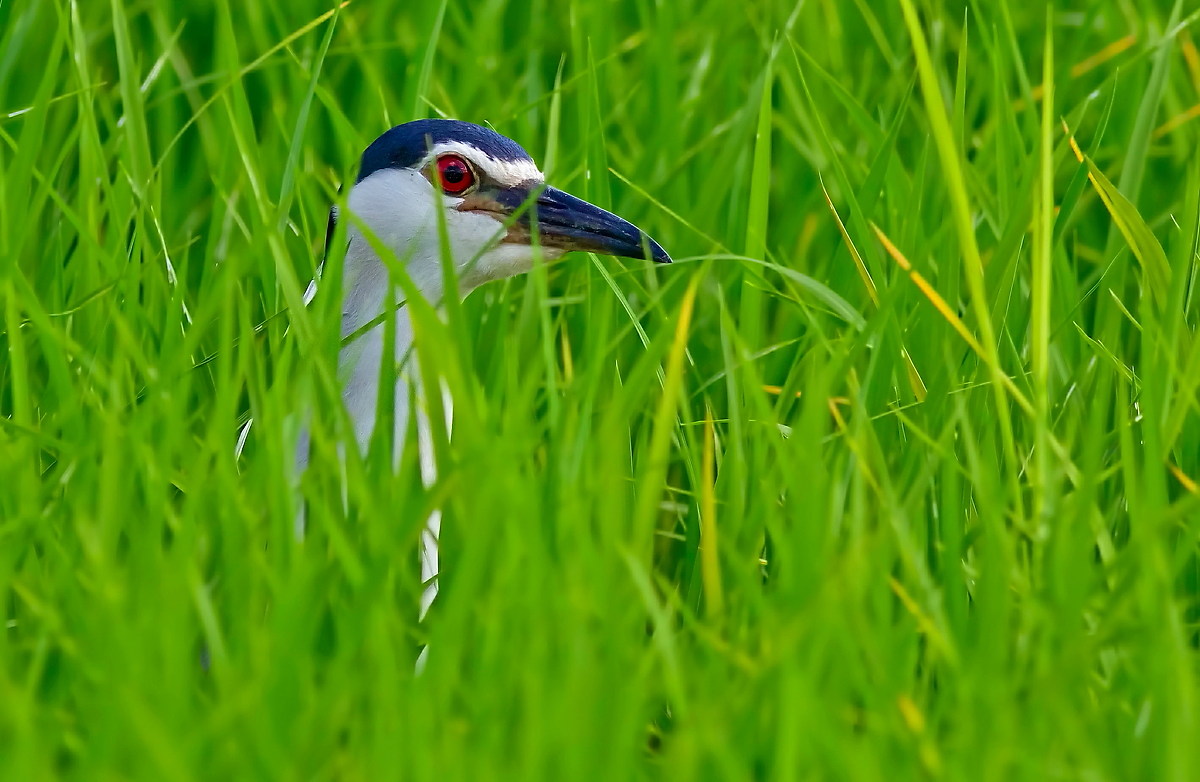 Night Heron in Rice