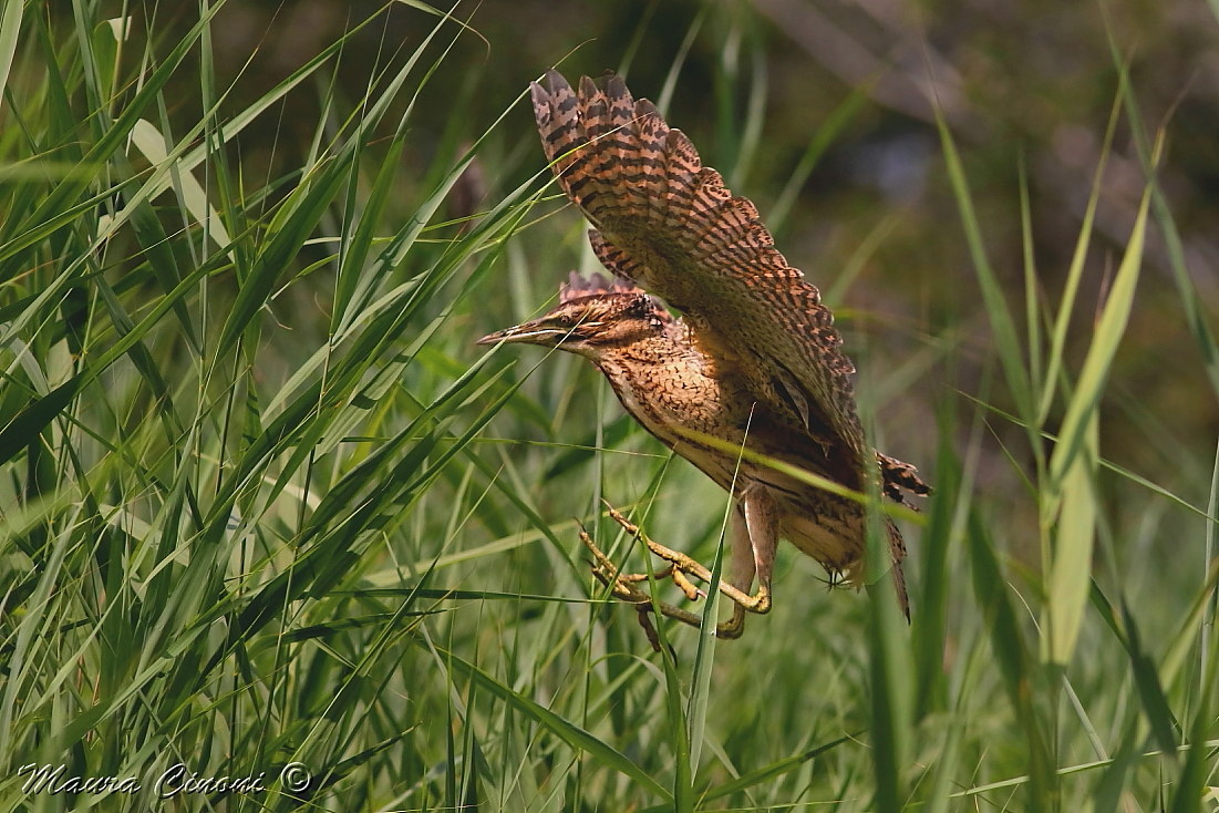 Bittern
