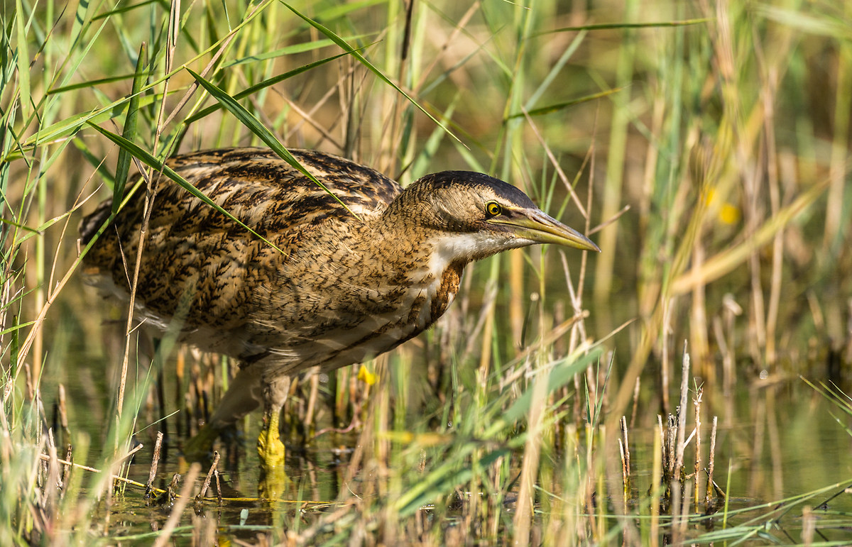 Tarabuso in cerca di cibo fra il canneto