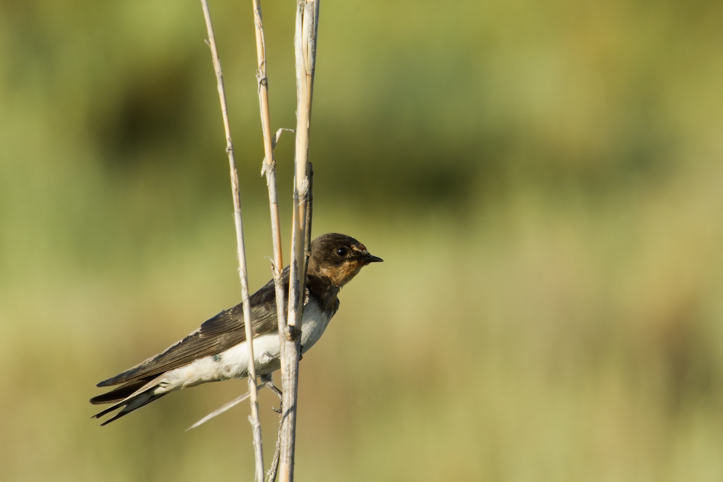 miracolo! una rondine ferma