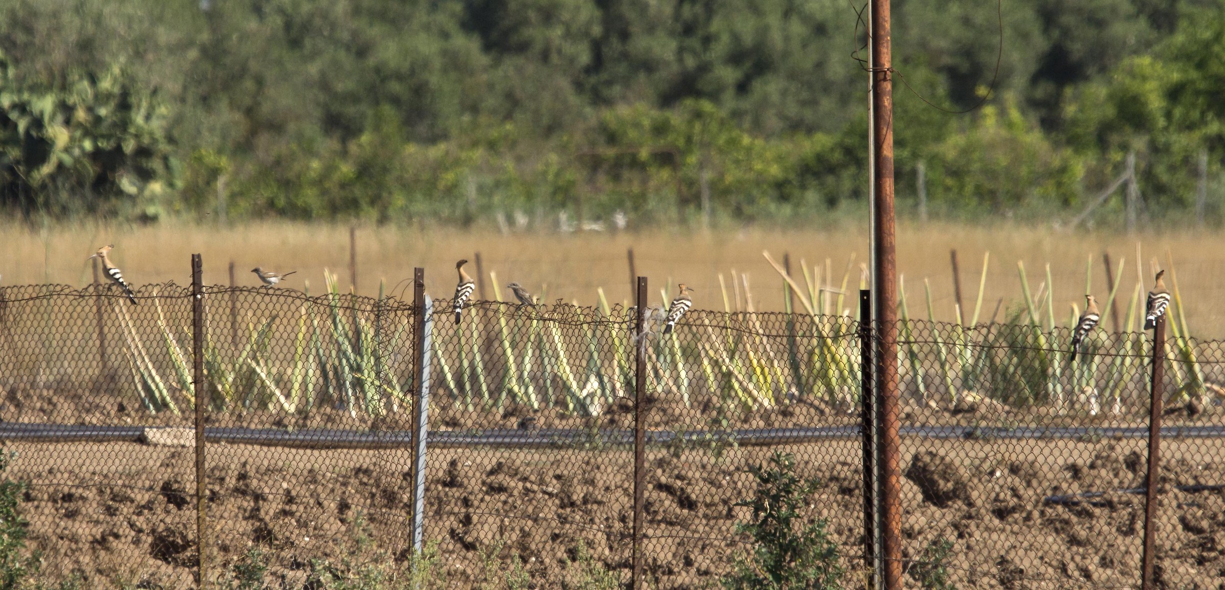 trionfo di upupa con intruso