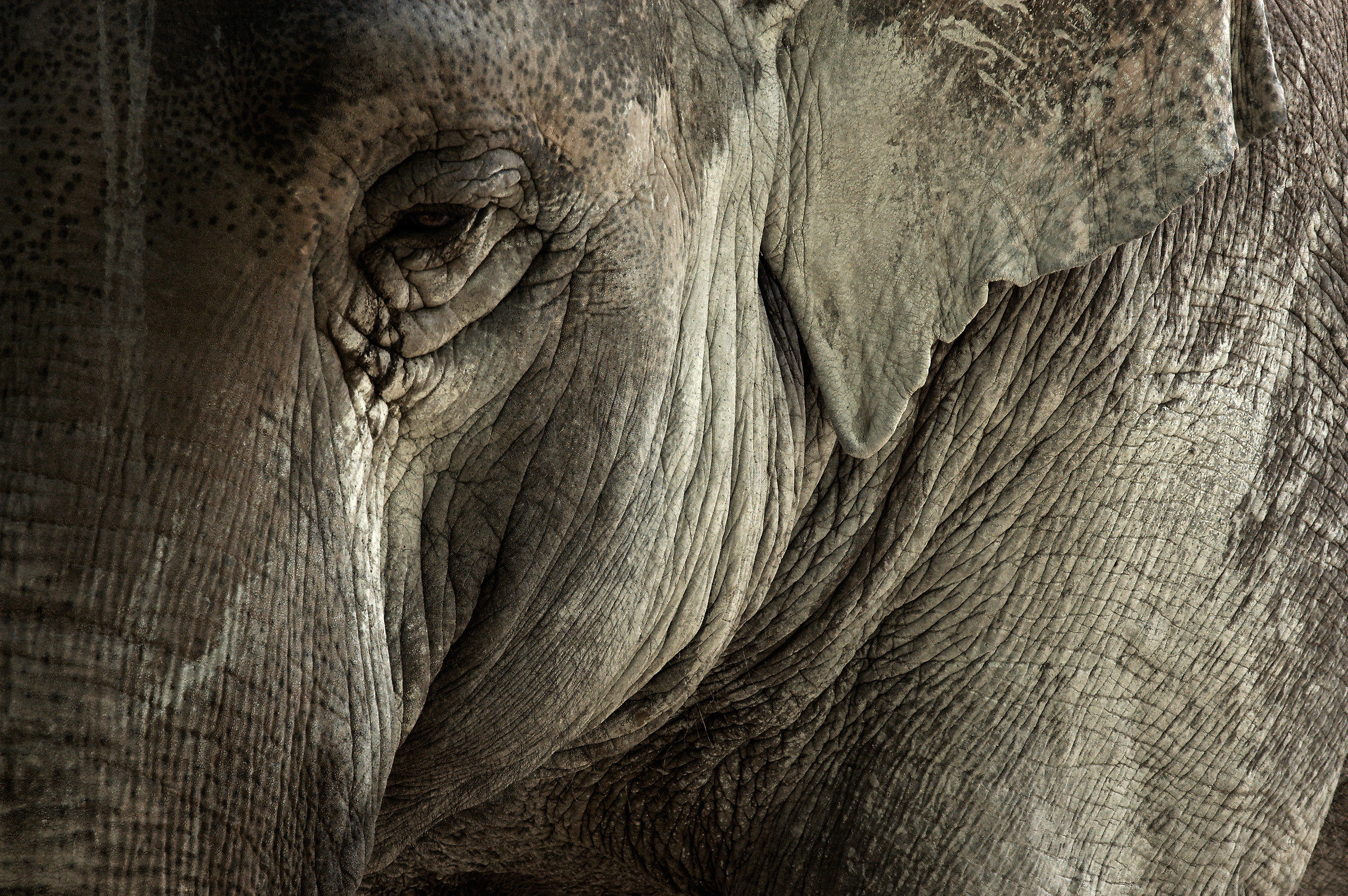 Dal Regno Animale #4