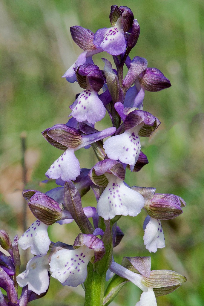 Anacamptis morio