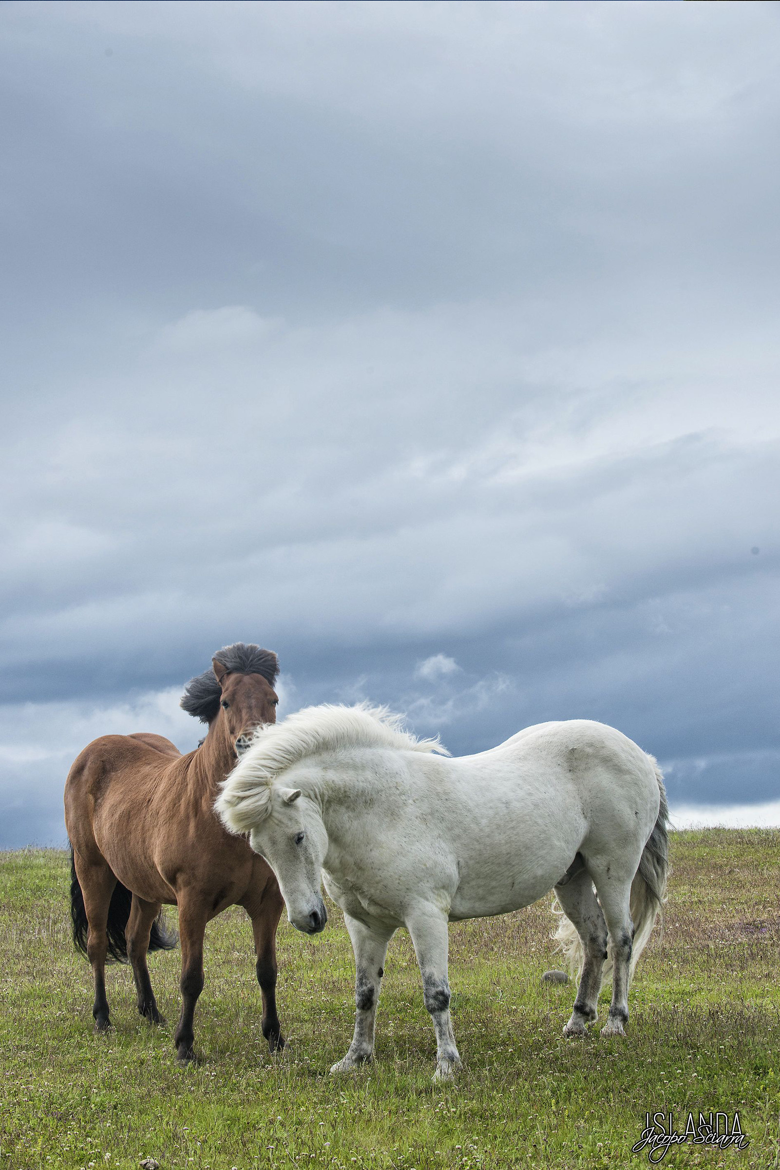 Icelandic horses