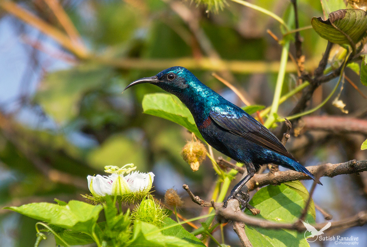 Viola Sunbird.