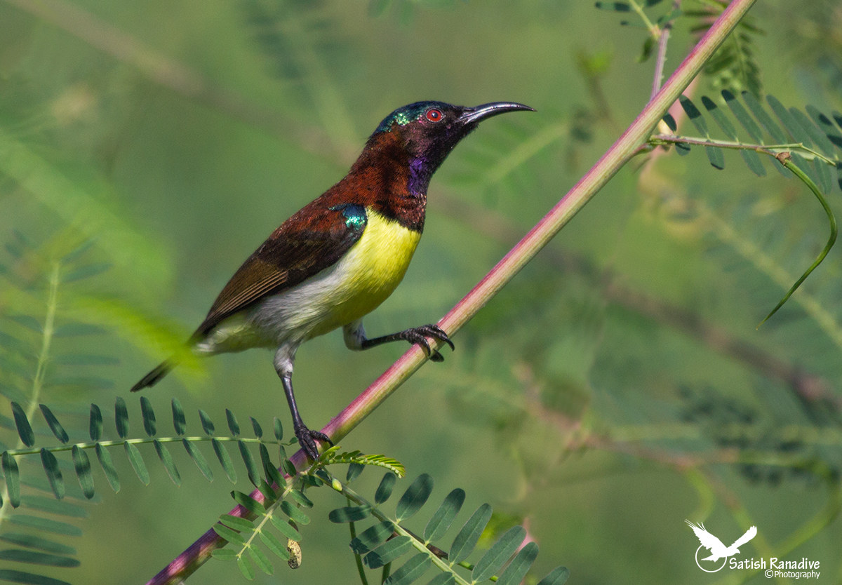 Viola-rumped Sunbird.