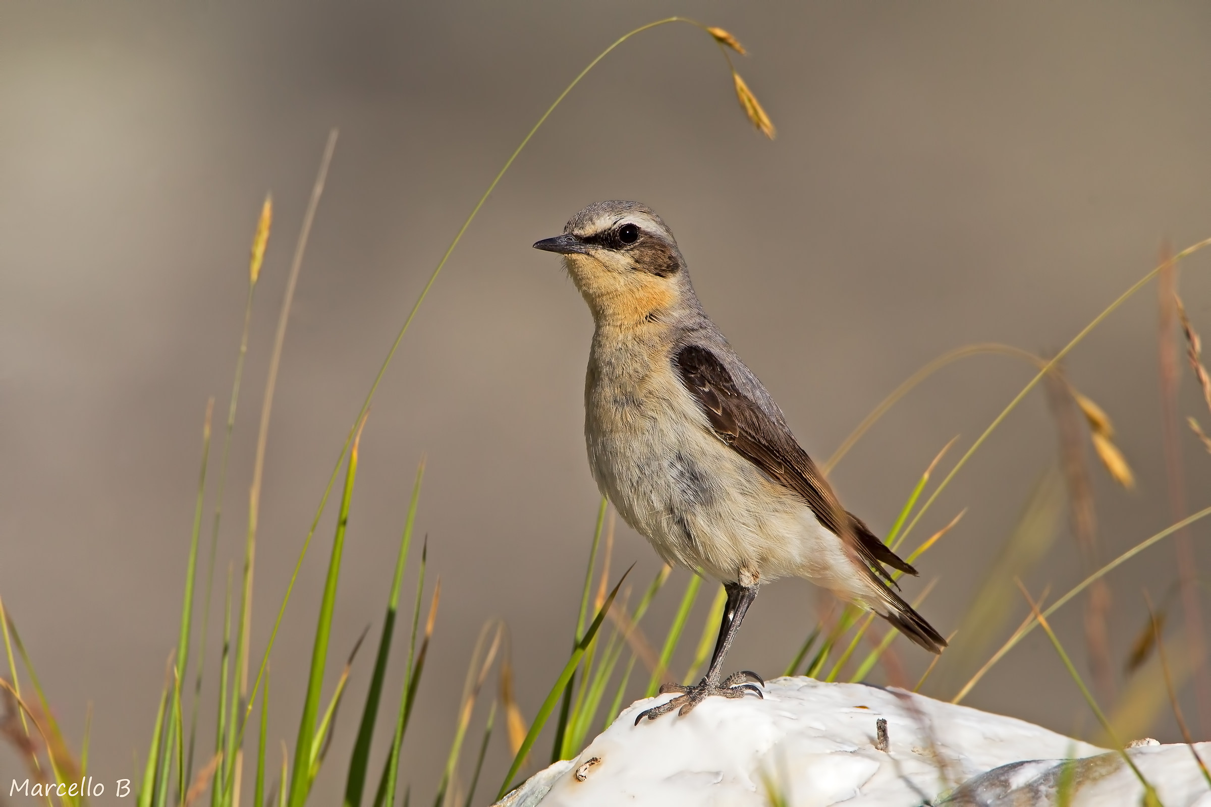 Wheatear.