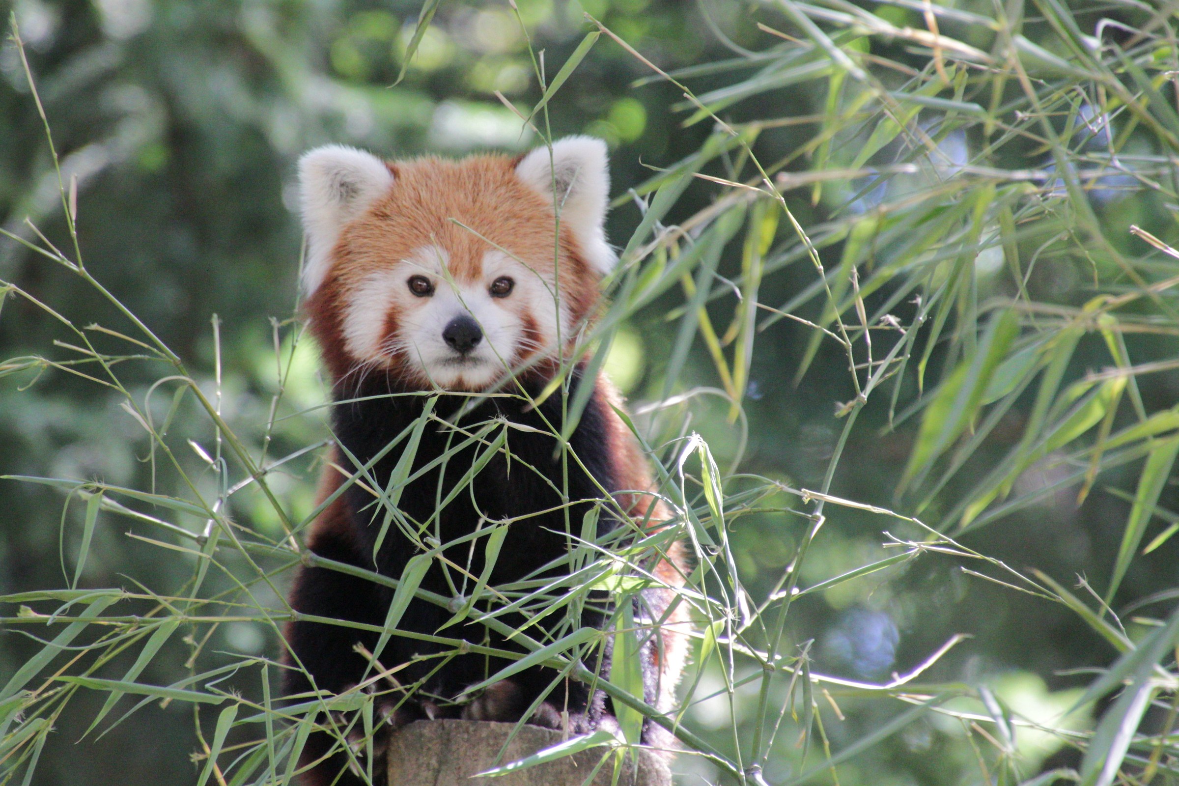 Red panda