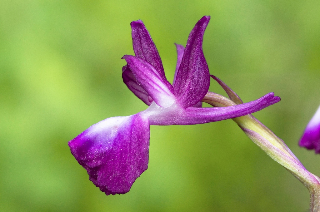 Anacamptis laxiflora