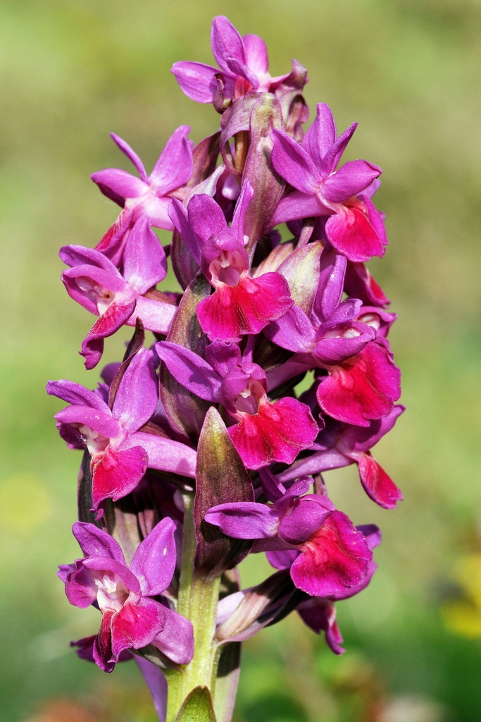 Dactylorhuza sambucina