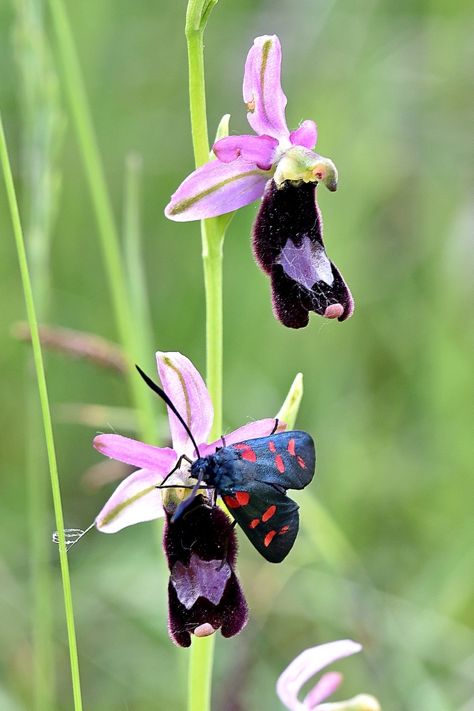 Ophrys benacensis