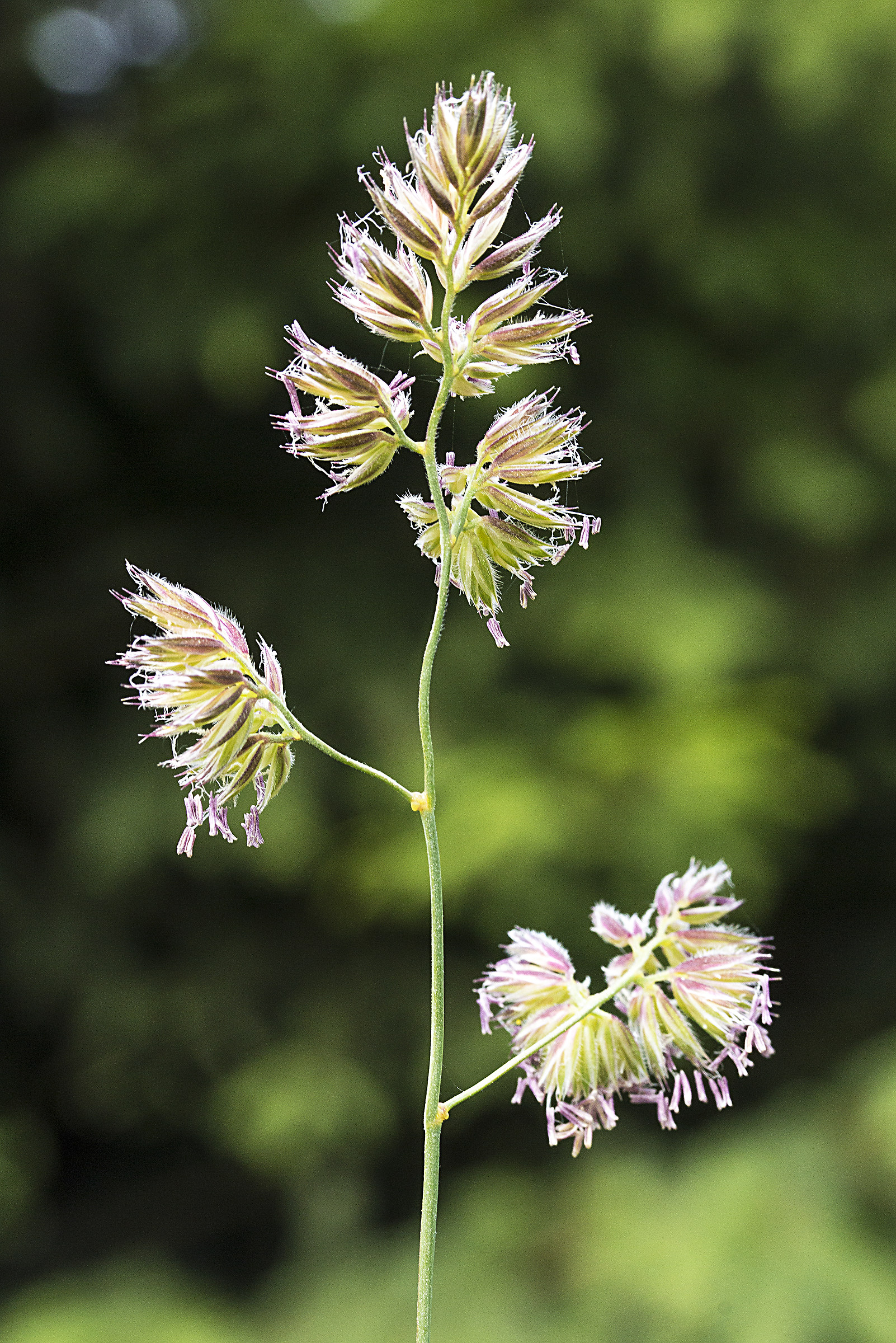 A simple, but not trivial, blade of grass.