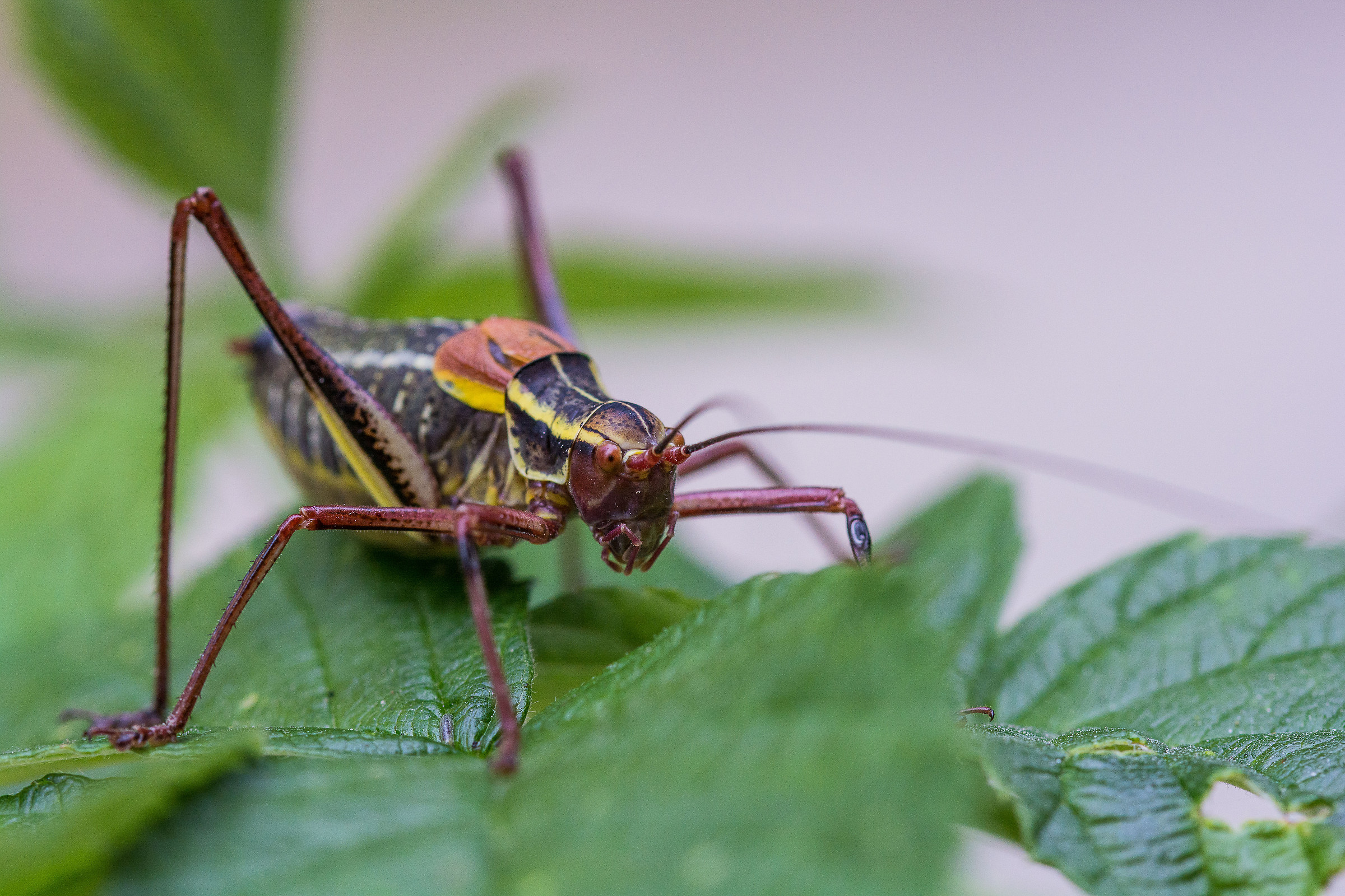 who said that the Pokemon does not exist?