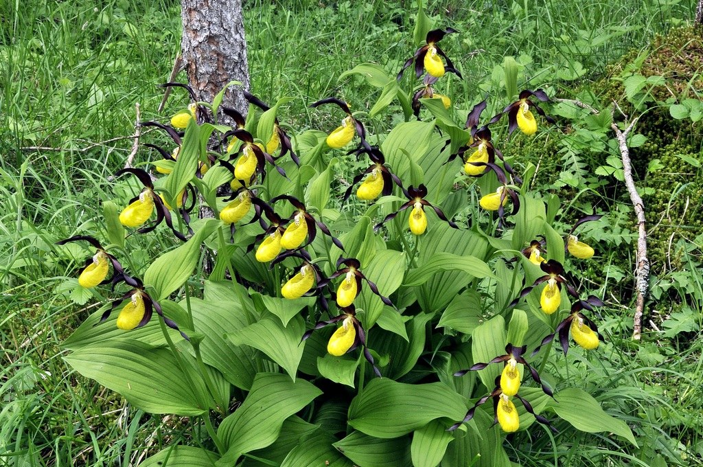 Cypripedium calceolus