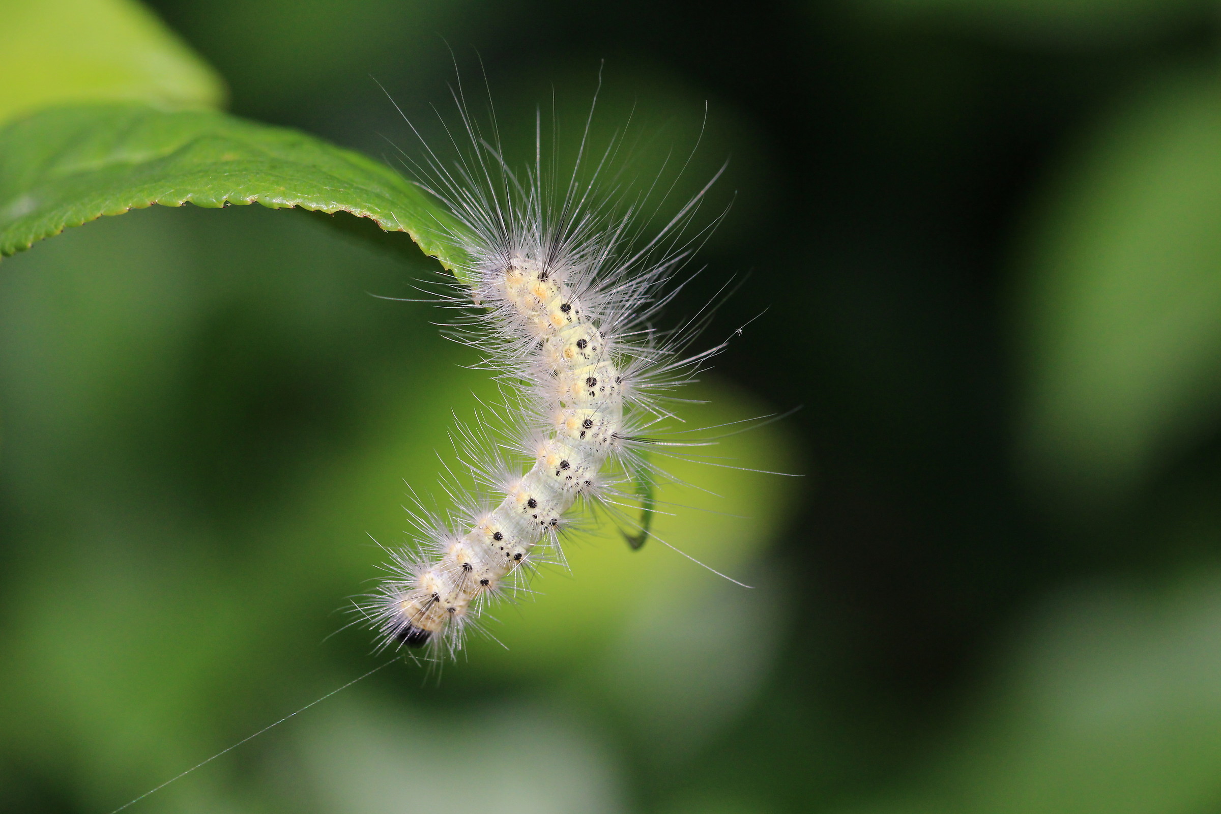 Caterpillar tightrope walker