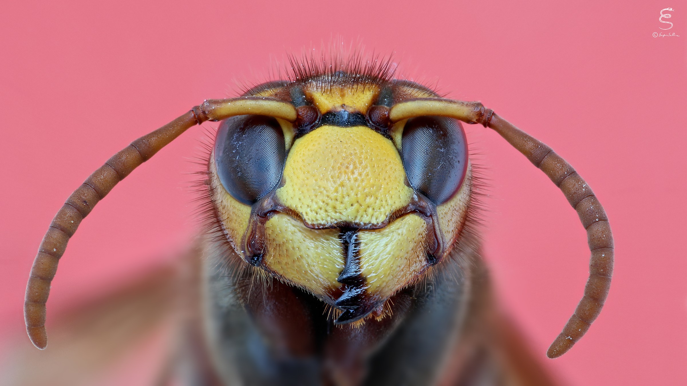 Ritratto di Calabrone