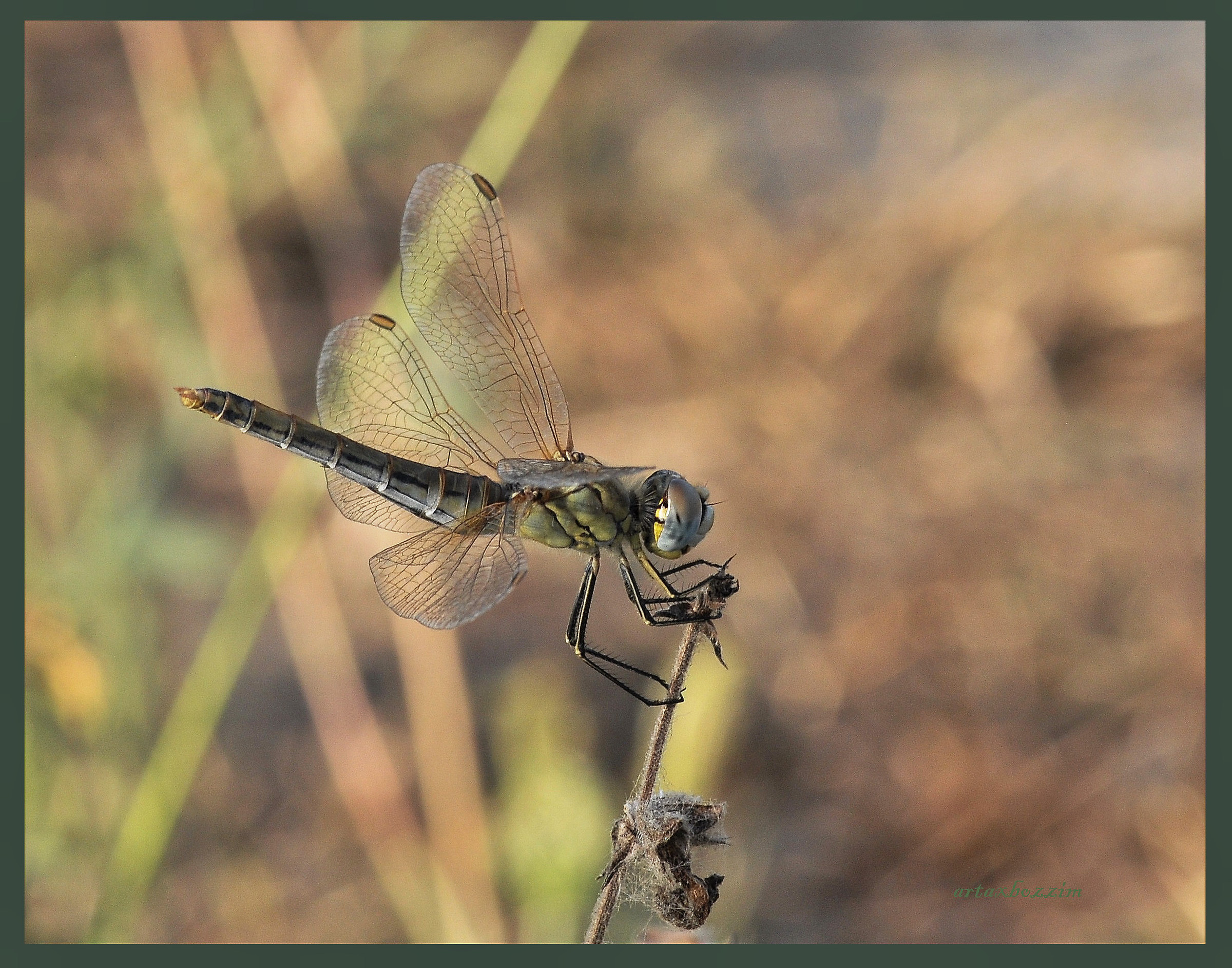 il fantasma del palcoscenico