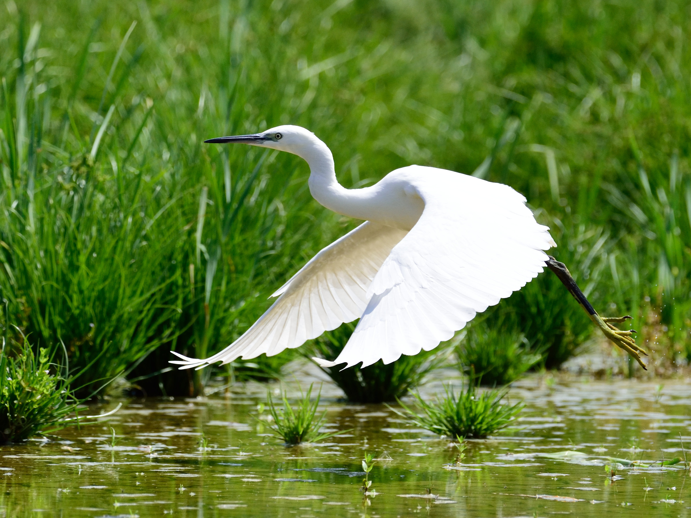 egret