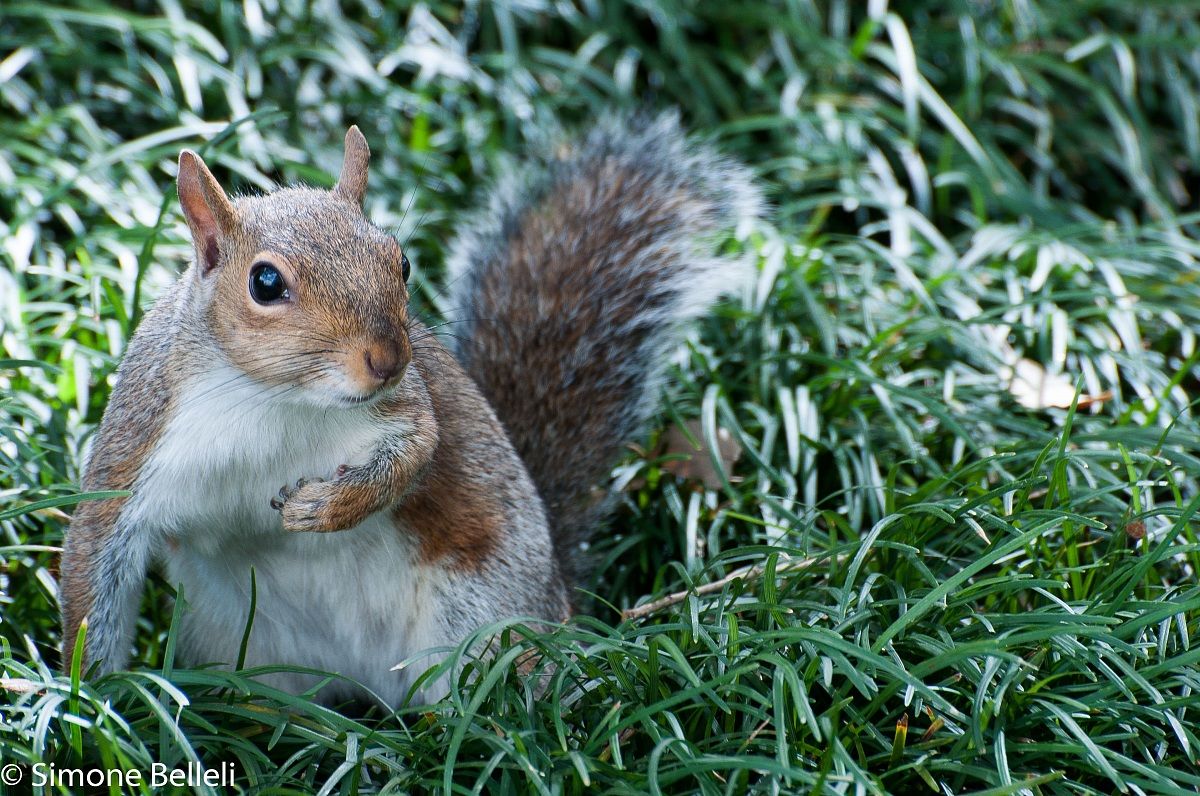 scoiattolo