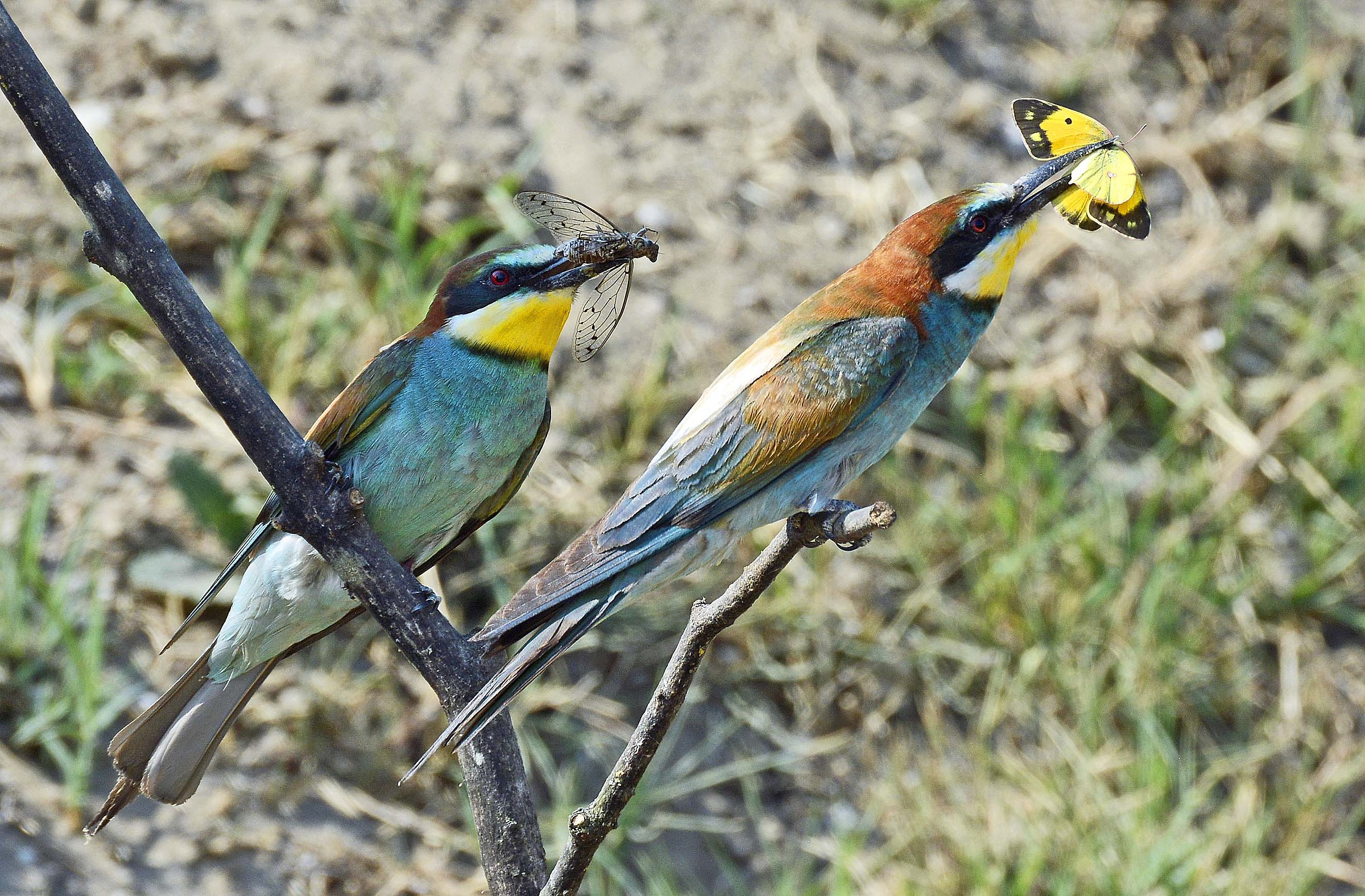 Eaters after hunting 2