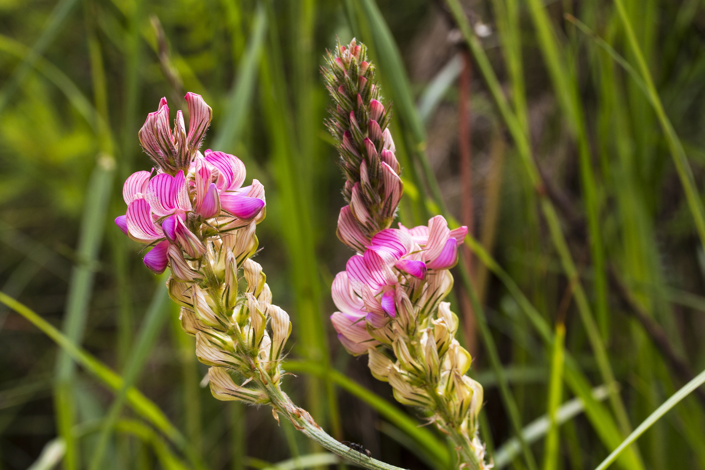 Flowers of the meadows of the Dolomites