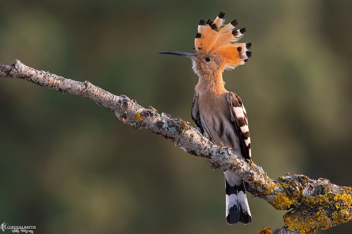 Hoopoe Dawn