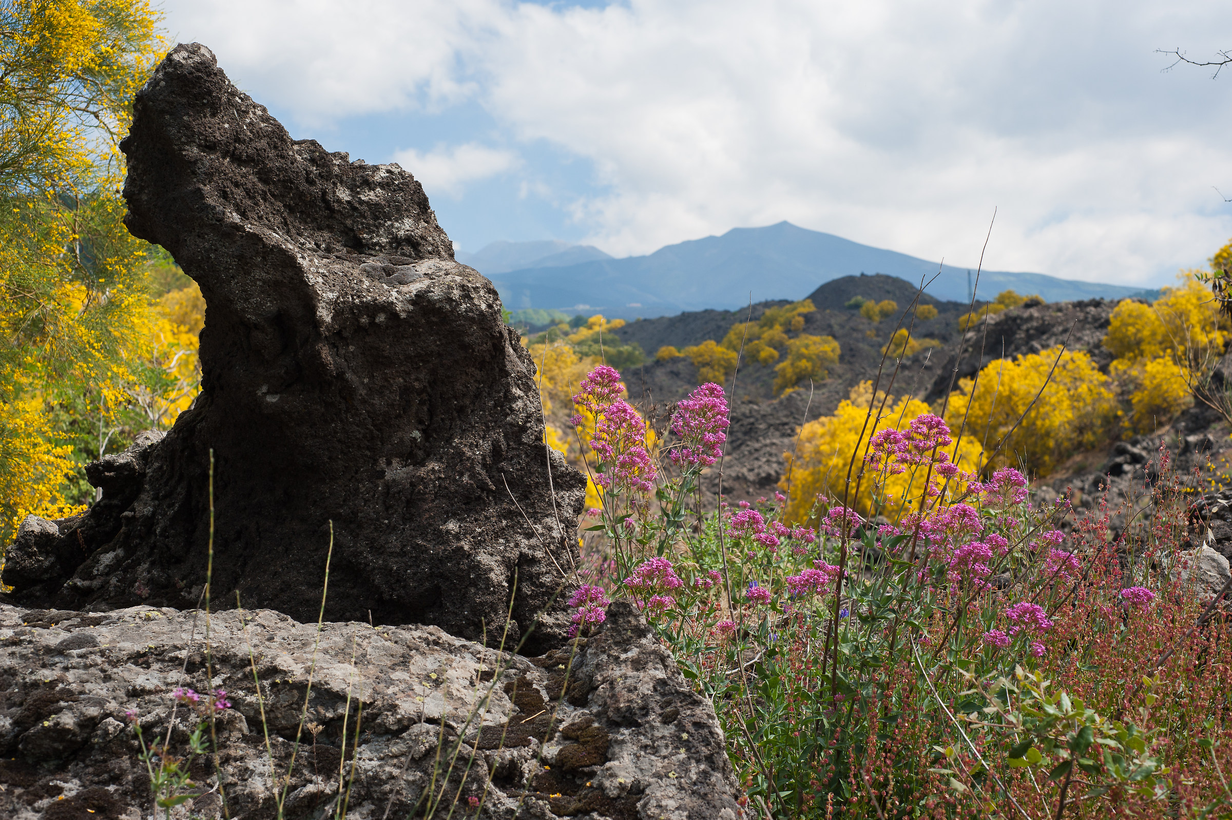 flora Etna