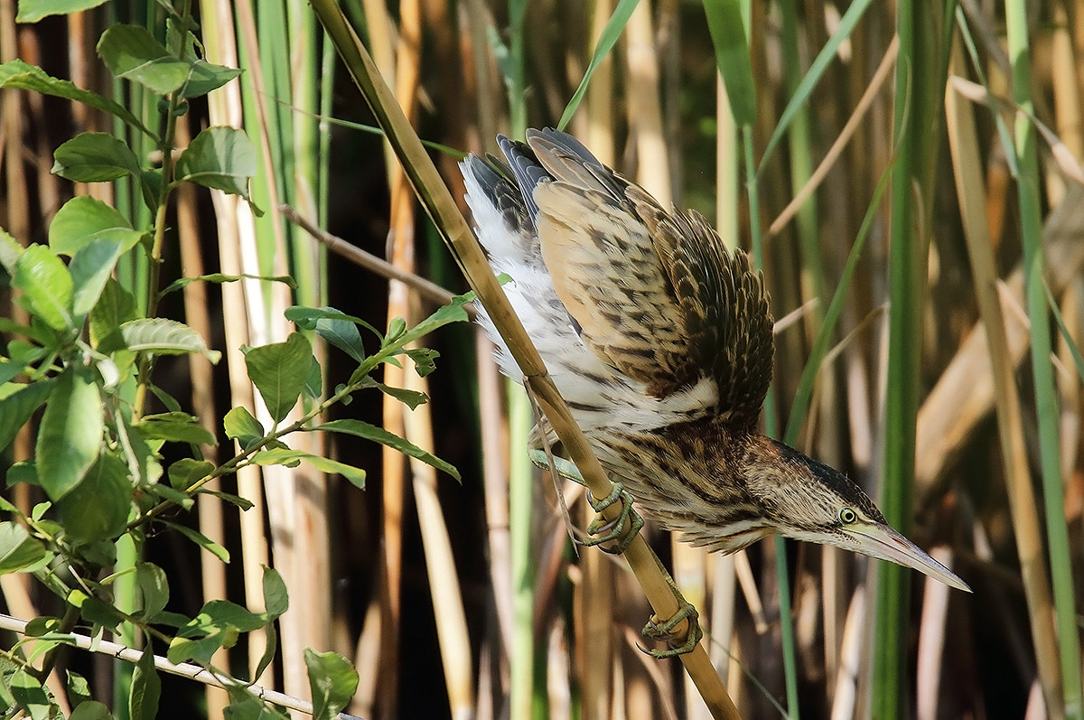 bittern