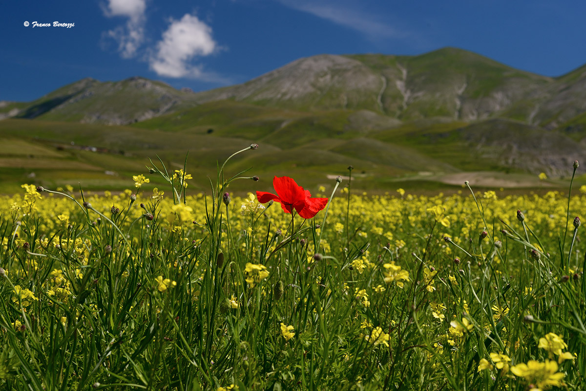 Castelluccio of Norcia 15