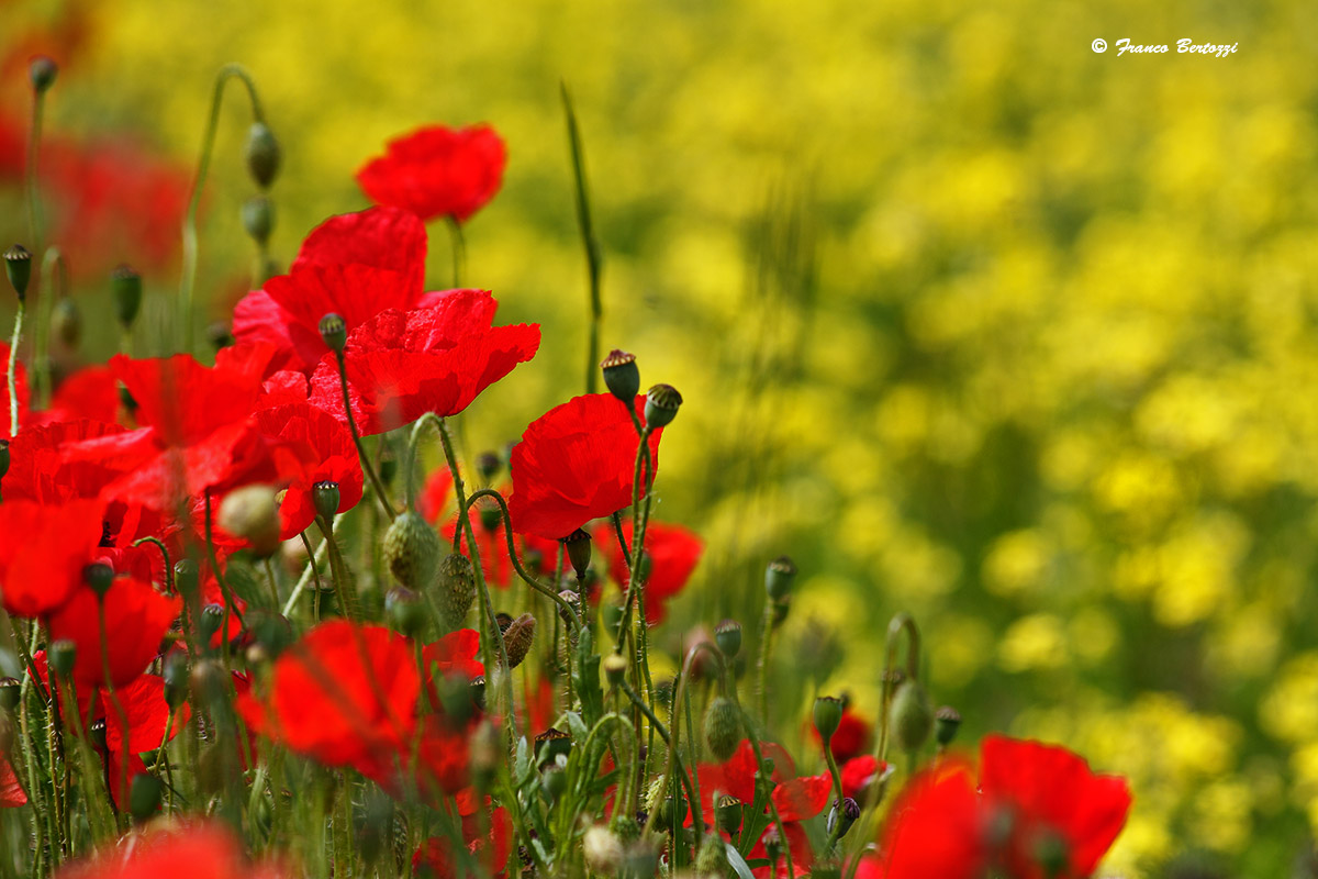 Castelluccio of Norcia 16