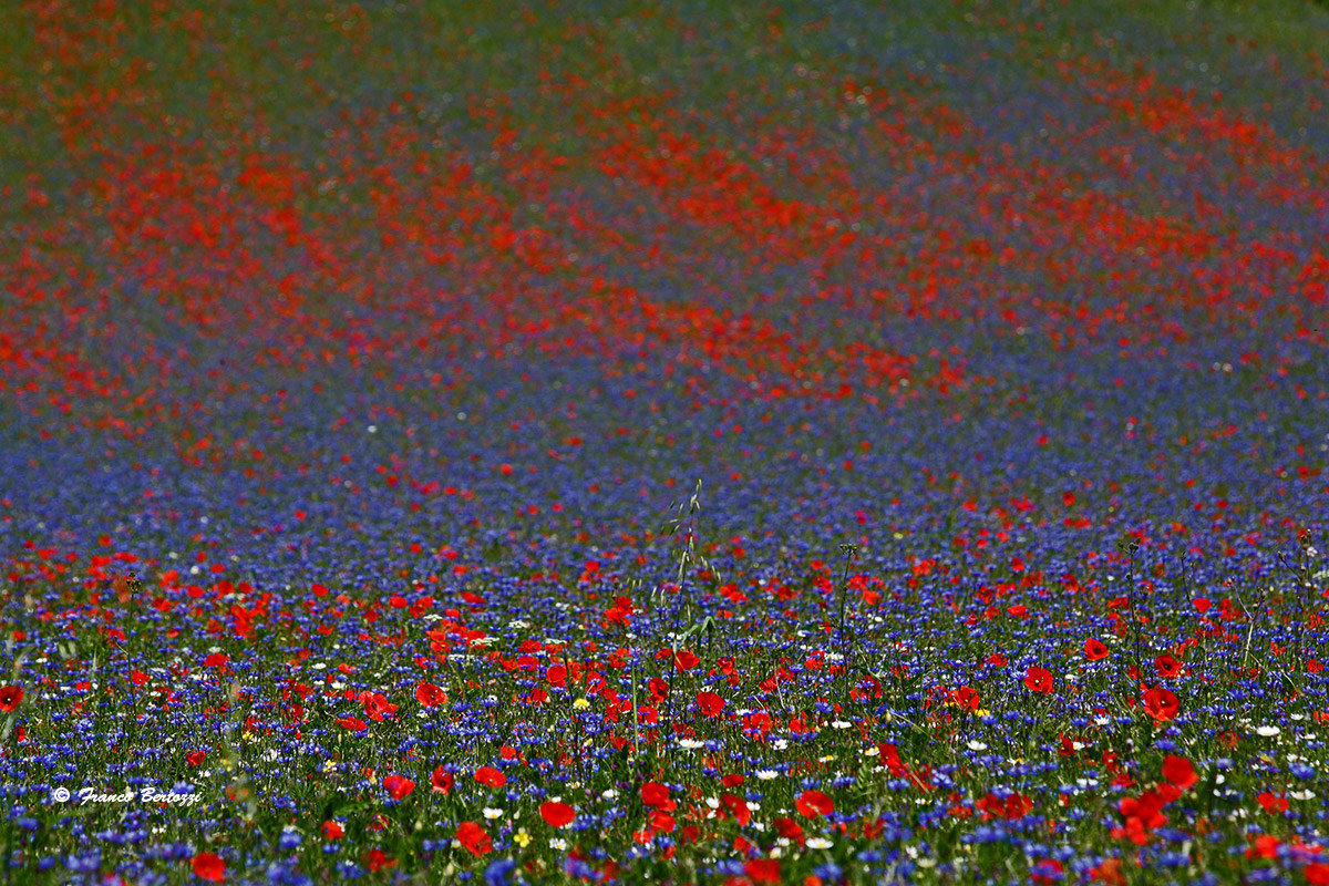 Castelluccio of Norcia 17