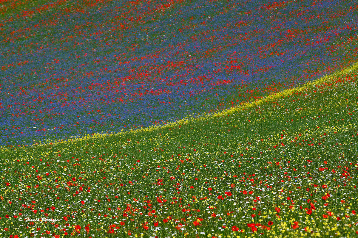 Castelluccio of Norcia 18
