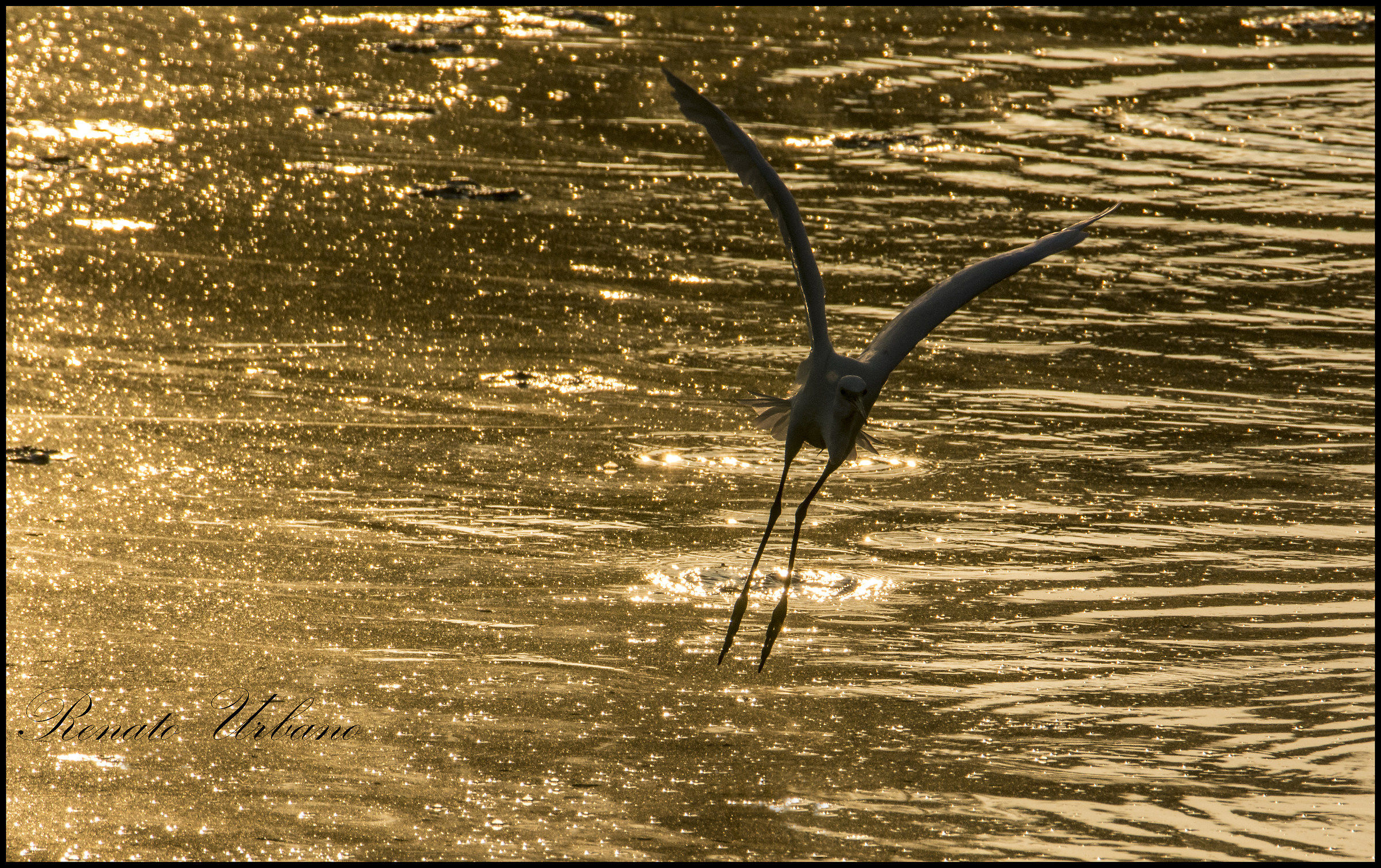 In flight in the dawn golden - Egret