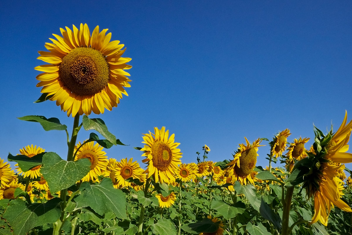 Sunflowers
