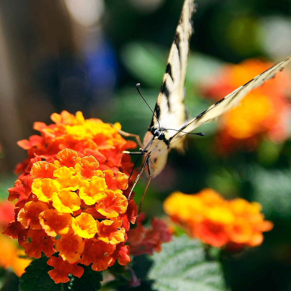 Farfalla che mangia - Alberobello (Bari) 20150719